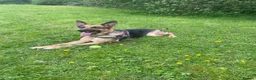German Shepherd dogs for sale: German Shepherd Puppies  - Advert 3