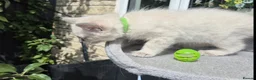 Ragdoll cats for sale: 💙 Blue Point Ragdolls 💙 - Advert 10