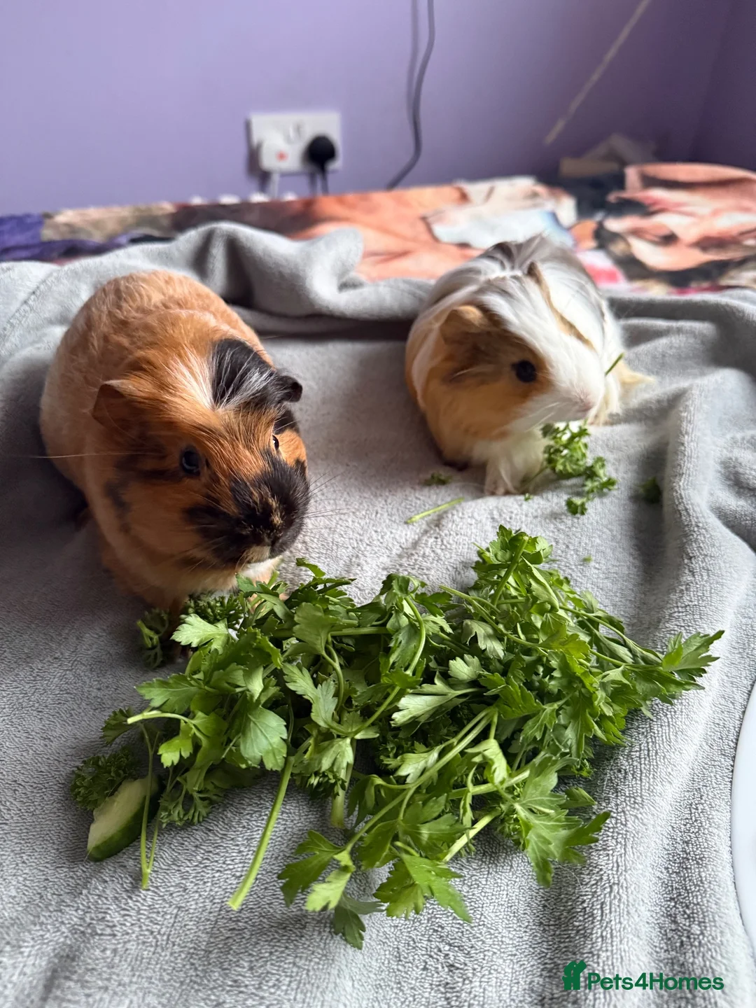 Guinea Pig rodents for sale: 2 male guinea pigs to go to a loving home - Advert 5