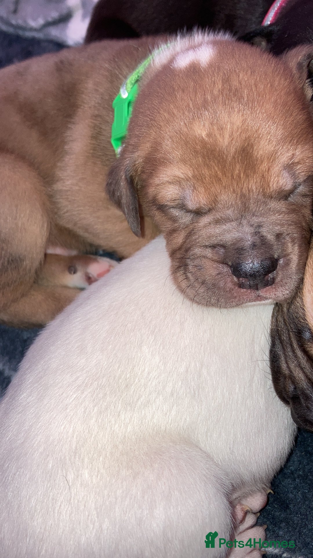 Mixed Breed dogs for sale: Mastiff x Staffy Puppies  - Advert 4