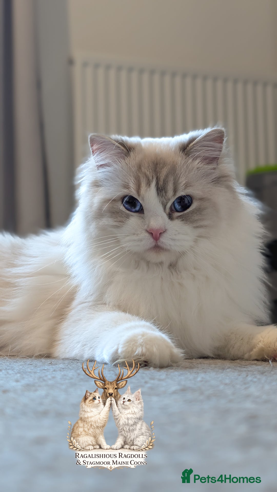 Ragdoll cats for sale: European TICA Blue Lynx Bicolour Champion Pedigree - Advert 4