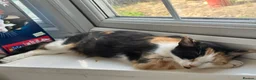 British Longhair cats for sale: Kittens - Advert 1