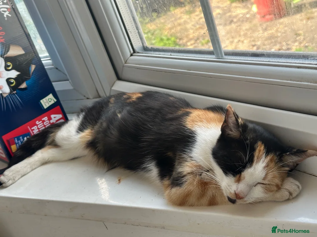 British Longhair cats for sale: Kittens - Advert 1