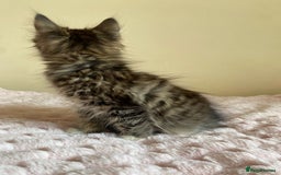 Maine Coon cats for sale: Maine Coon Cross Female Kitten  - Image 11