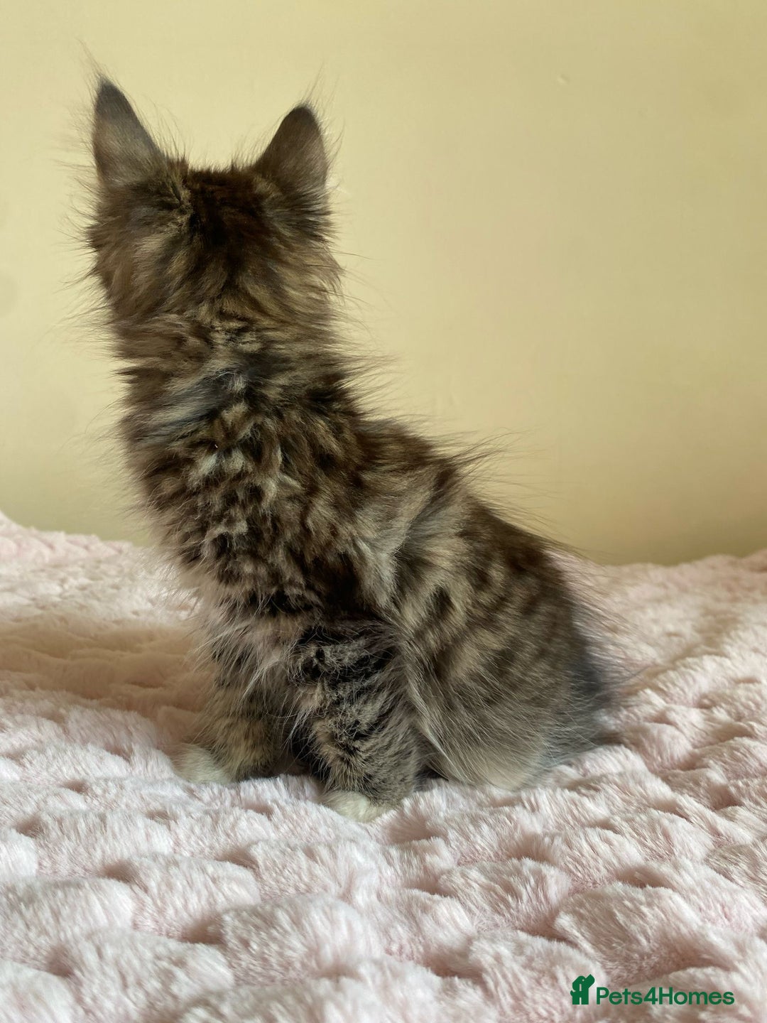 Maine Coon cats for sale: Maine Coon Cross Female Kitten  - Image 11