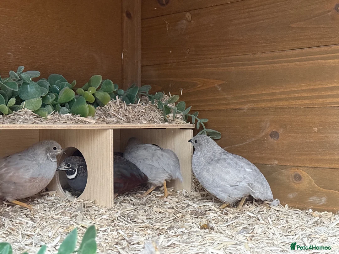 Quail poultry for sale: Chinese Painted Quail (Button Quail) - Advert 2