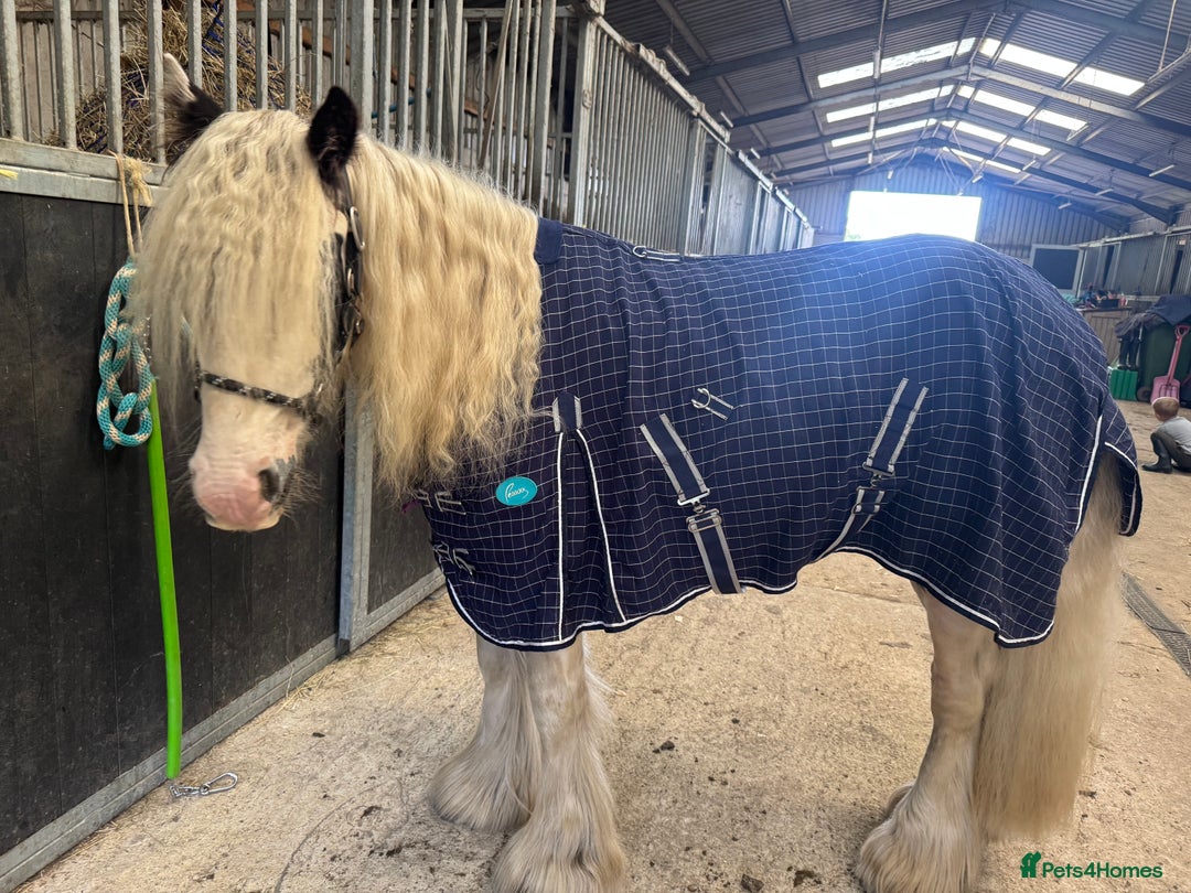 Irish Cob horses for sale: 3 year old cob  - Image 3