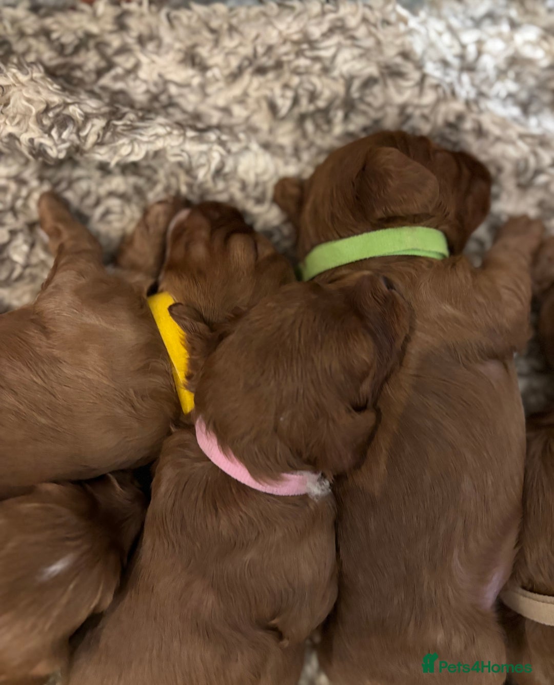 Cavapoo dogs for sale: Cavapoo Pups  - Image 3