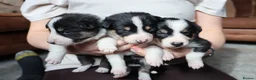 Border Collie dogs for sale: Border Collie Pups - Advert 5
