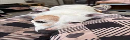 Jack Russell dogs for sale: Senior Jack Russell Terrier - Advert 3