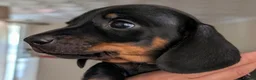 Miniature Dachshund dogs for sale: Miniature dachshund babies  - Advert 10