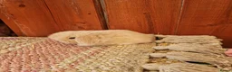 Mini Lop rabbits for sale: Paisley's Bunny Barn  - Advert 14