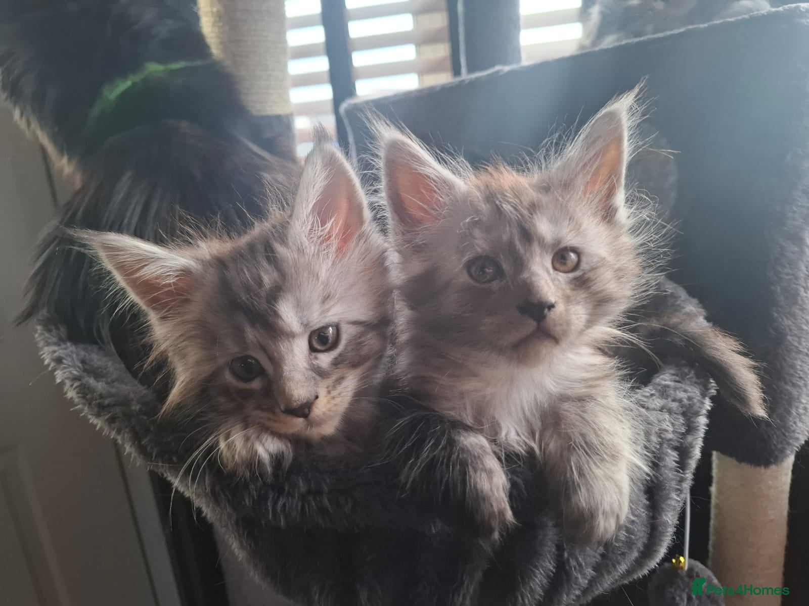 Maine Coon cats 5 Pure Breed Maine coon kittens - Advert 5