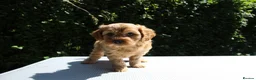 Cavapoo dogs for sale: Ready now, 1 Cavapoo puppy - Advert 17