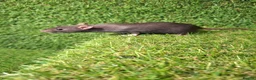 Rat rodents for sale: DWARF RATS - Advert 16