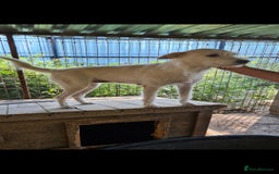 Mixed Breed dogs for adoption: ENYA. 15kg. 20 inch tall  - Image 2