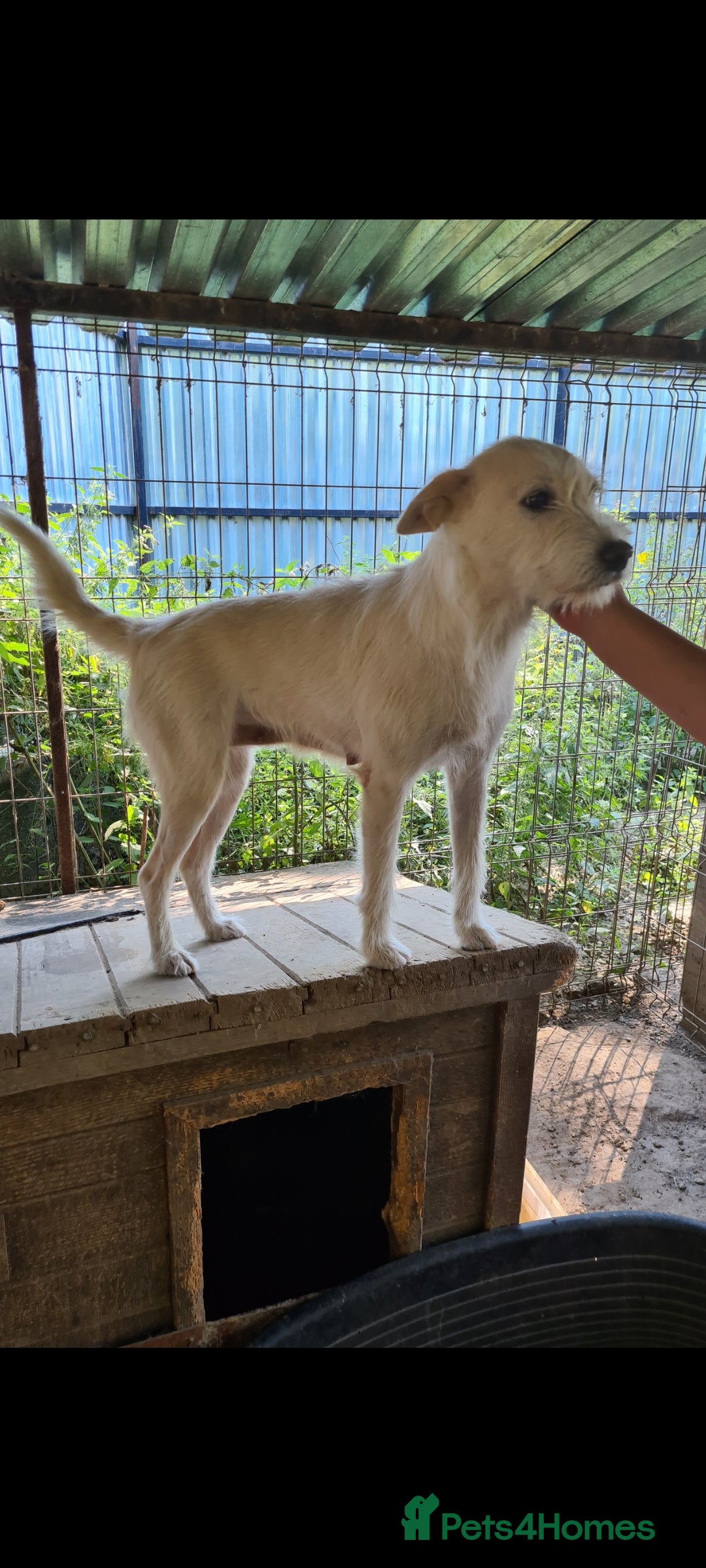 Mixed Breed dogs for adoption: ENYA. 15kg. 20 inch tall  - Image 2