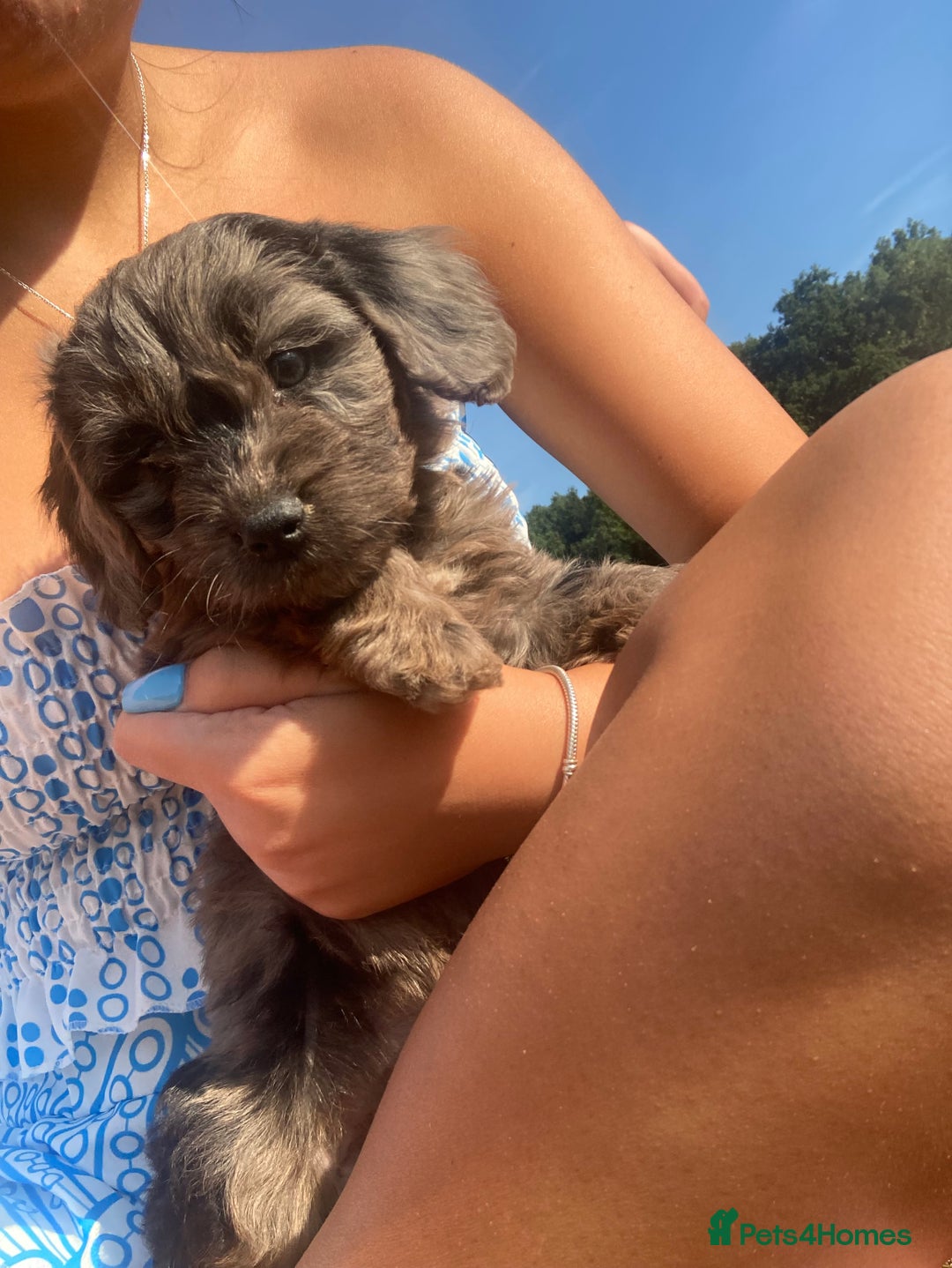 Cockapoo dogs for sale: Cockapoos  - Image 13