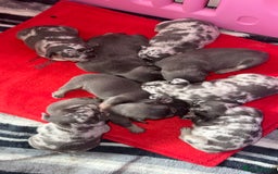 French Bulldog dogs for stud: 💎Blue & Tan 🤎 Merle French bulldog stud 🧬🔥 in Manchester - Image 9
