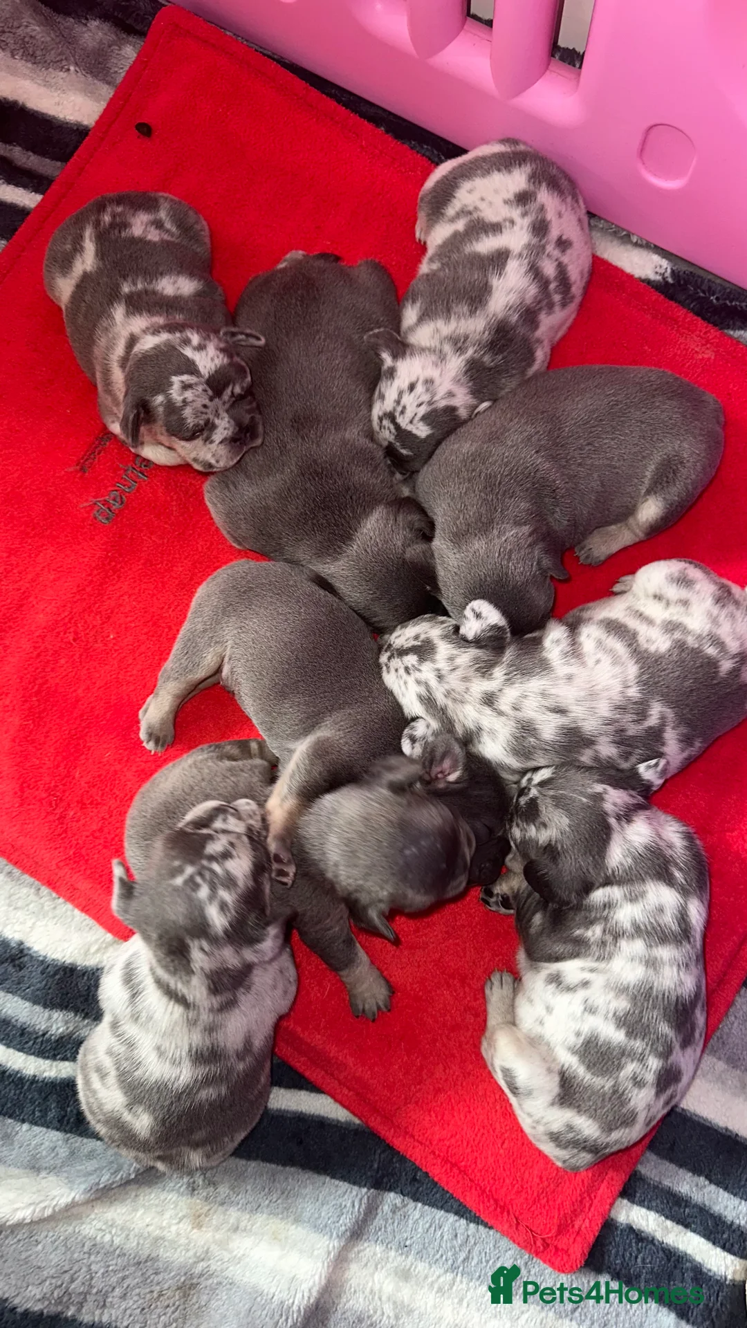 French Bulldog dogs for stud: 💎Blue & Tan 🤎 Merle French bulldog stud 🧬🔥 in Manchester - Advert 9