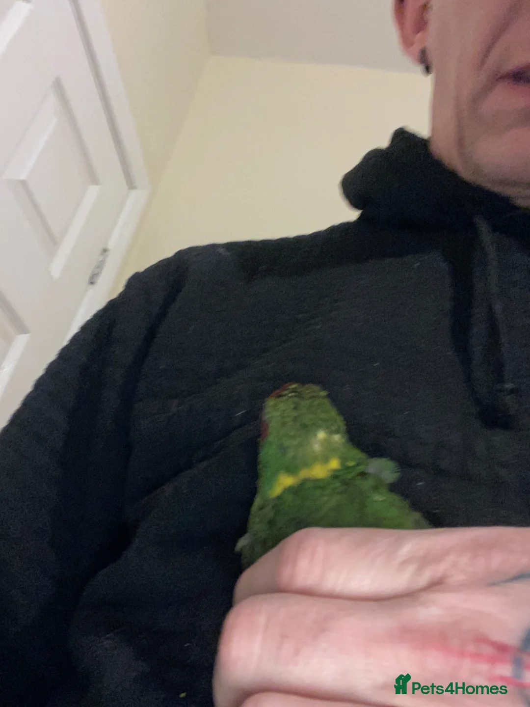 Parakeets birds for sale: Kakariki Parrots in Blyth - Advert 14