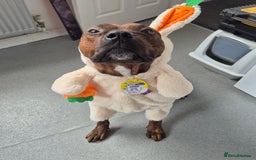 Mixed Breed dogs for sale: Active household wanted! TATERS*** - Image 3