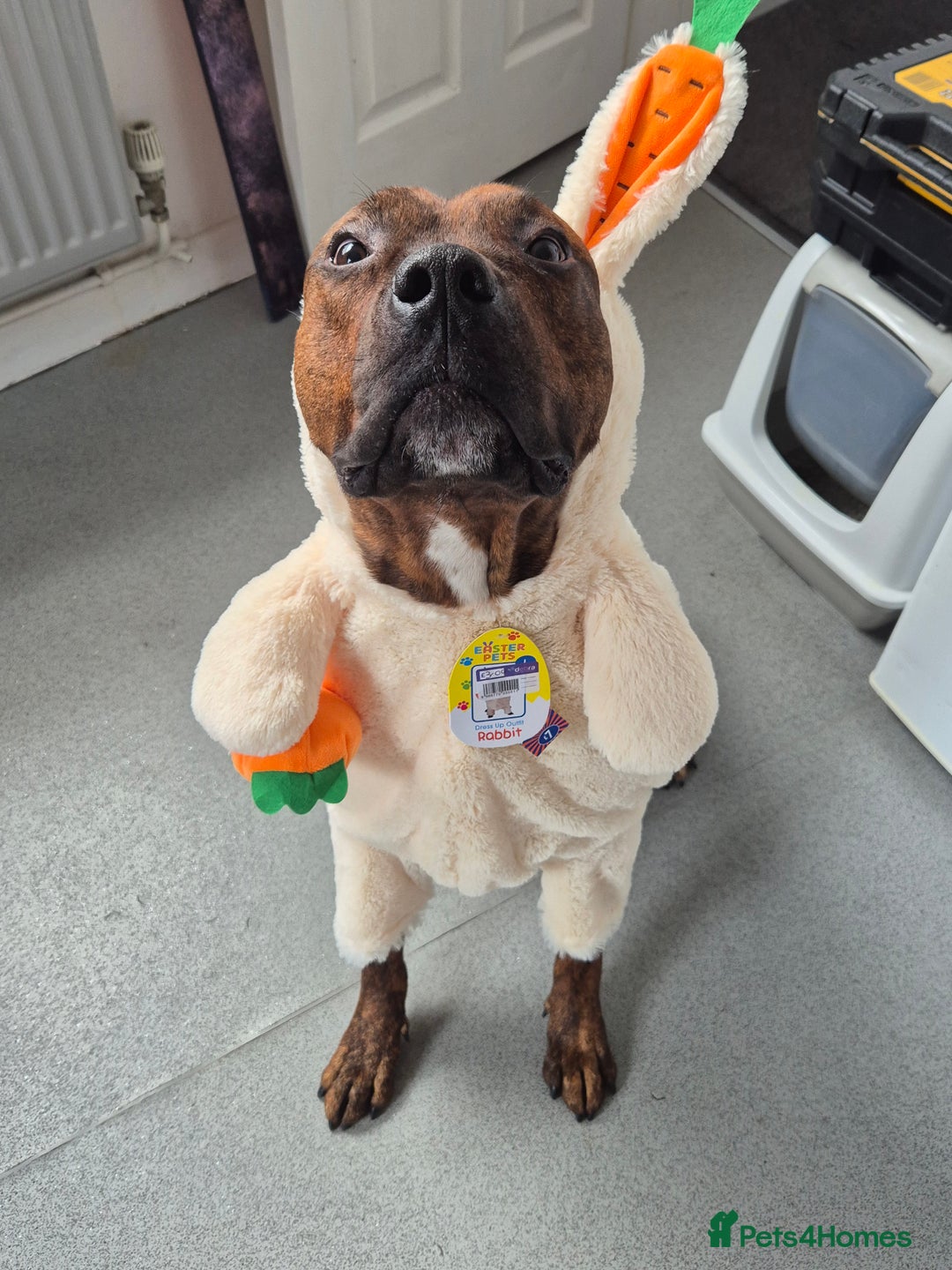 Mixed Breed dogs for sale: Active household wanted! TATERS*** - Image 3