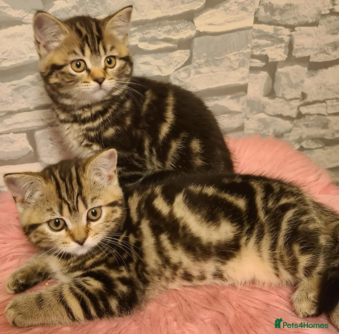 British Shorthair cats for sale: British Shorthair Kittens  - Advert 1