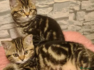 British Shorthair cats British Shorthair Kittens - Advert 1