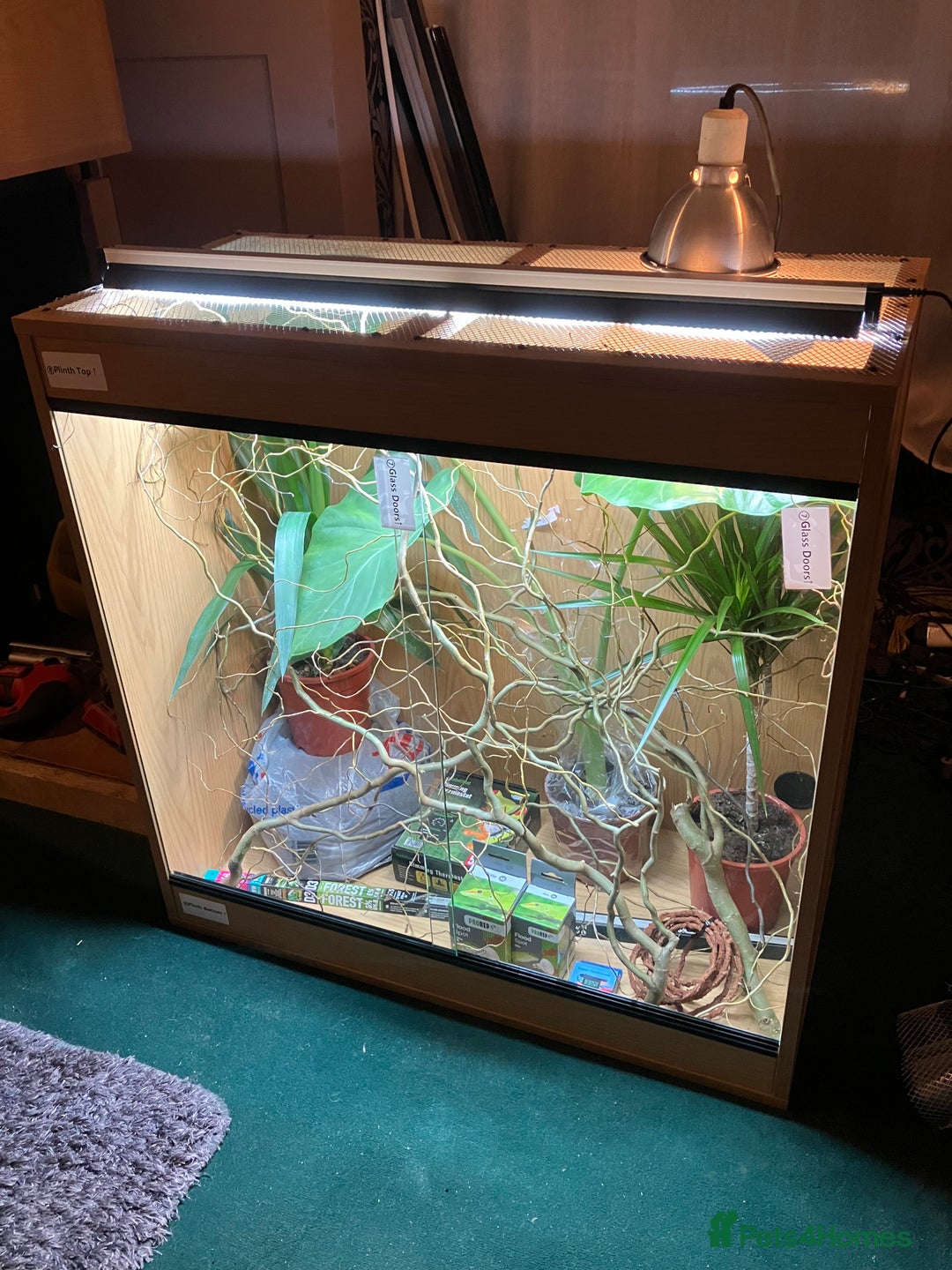 Chameleon reptiles for sale: Yemen Chameleon + Vivarium Setup Kit - Image 8