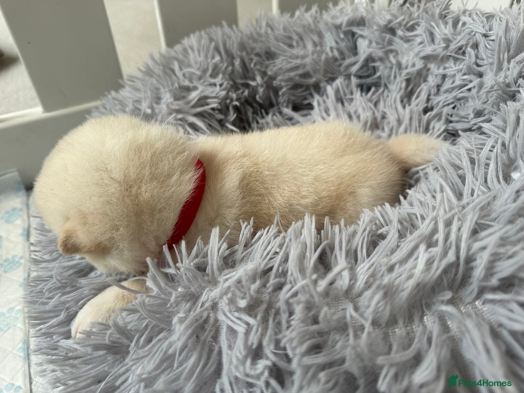 Japanese Shiba Inu dogs for sale: Japanese Shiba Inu puppies - Image 8