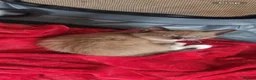 Domestic Shorthair cats for sale: Gorgeous little female kittens  in Havant - Advert 2