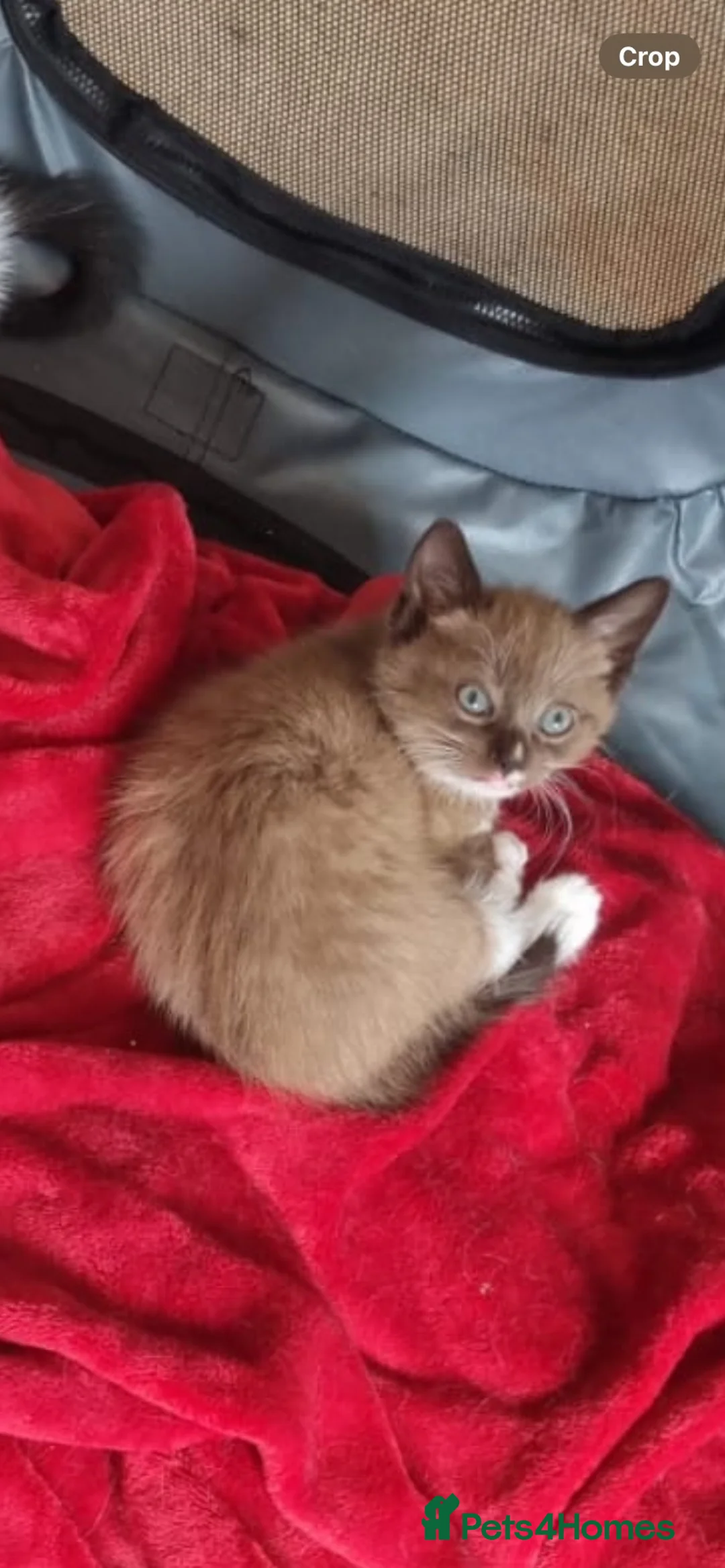 Domestic Shorthair cats for sale: Gorgeous little female kittens  in Havant - Advert 2