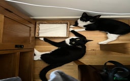 Mixed Breed cats for sale: Two indoors twin cats - London - Image 2