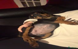 Rottweiler dogs for sale: 3 month old rottie pip - Image 2
