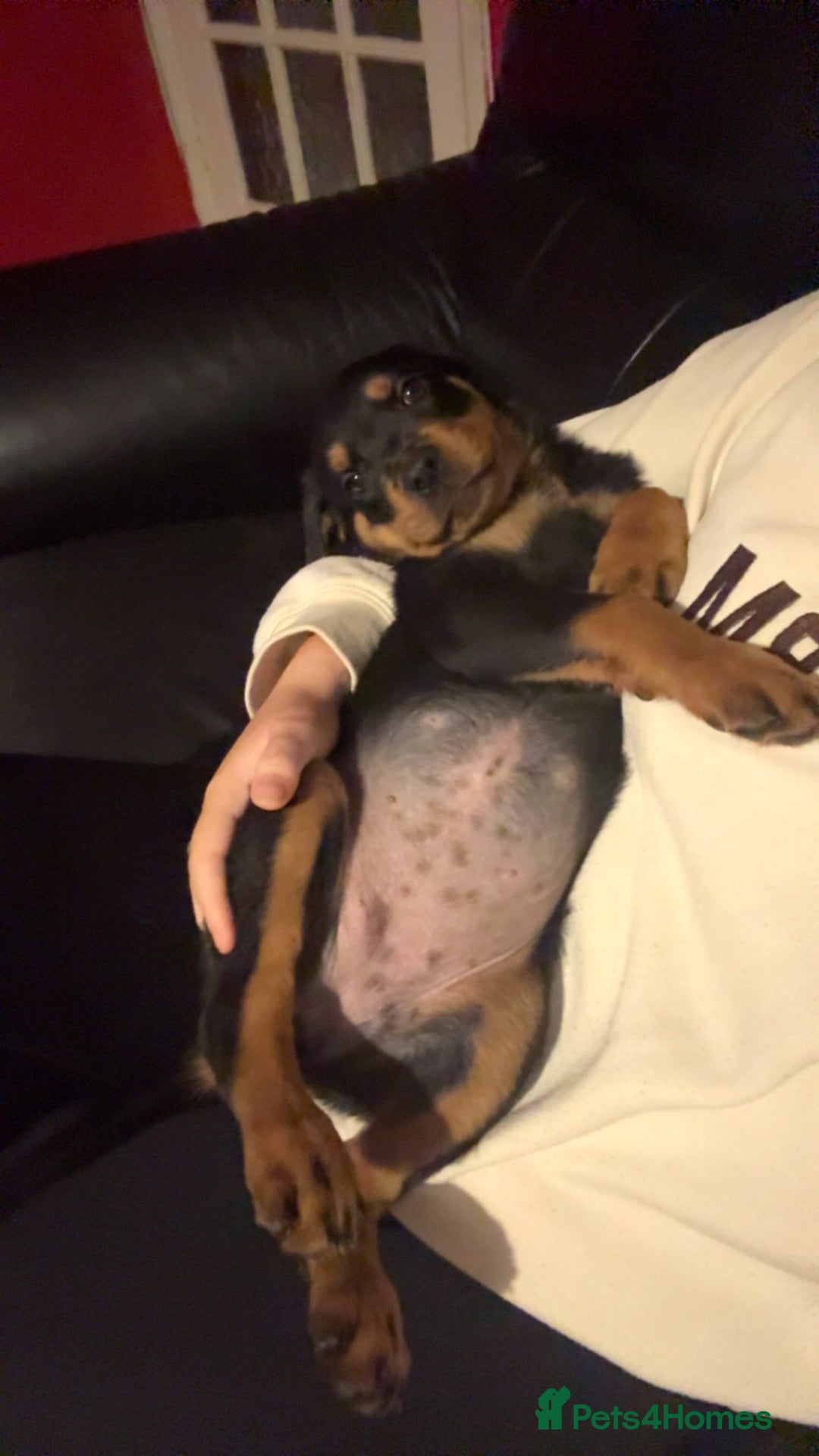 Rottweiler dogs for sale: 3 month old rottie pip - Image 2