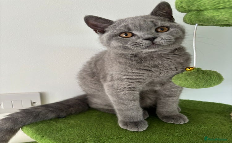 British Shorthair cats in Braintree - Advert 16