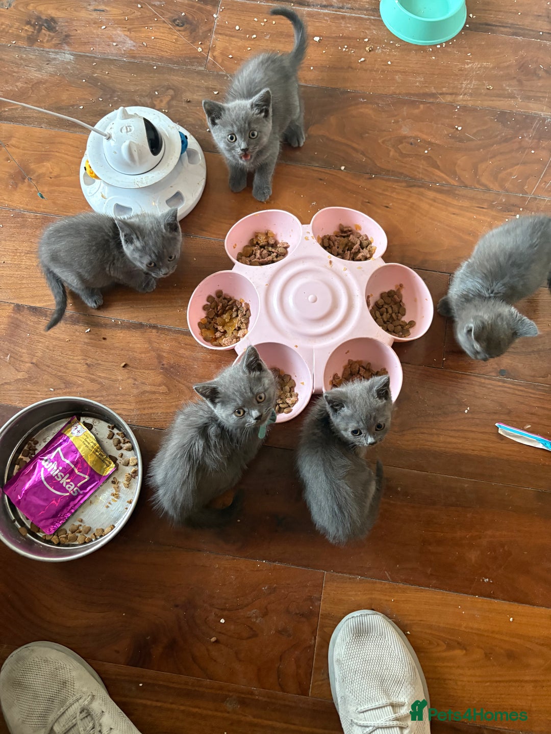 British Shorthair cats for sale: British Shorthair pedegree  Kittens  - Image 14