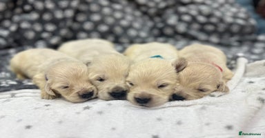 Golden Retriever dogs - Advert 4