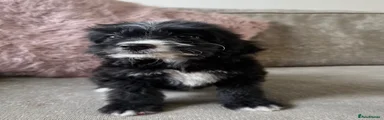 Cockapoo 4