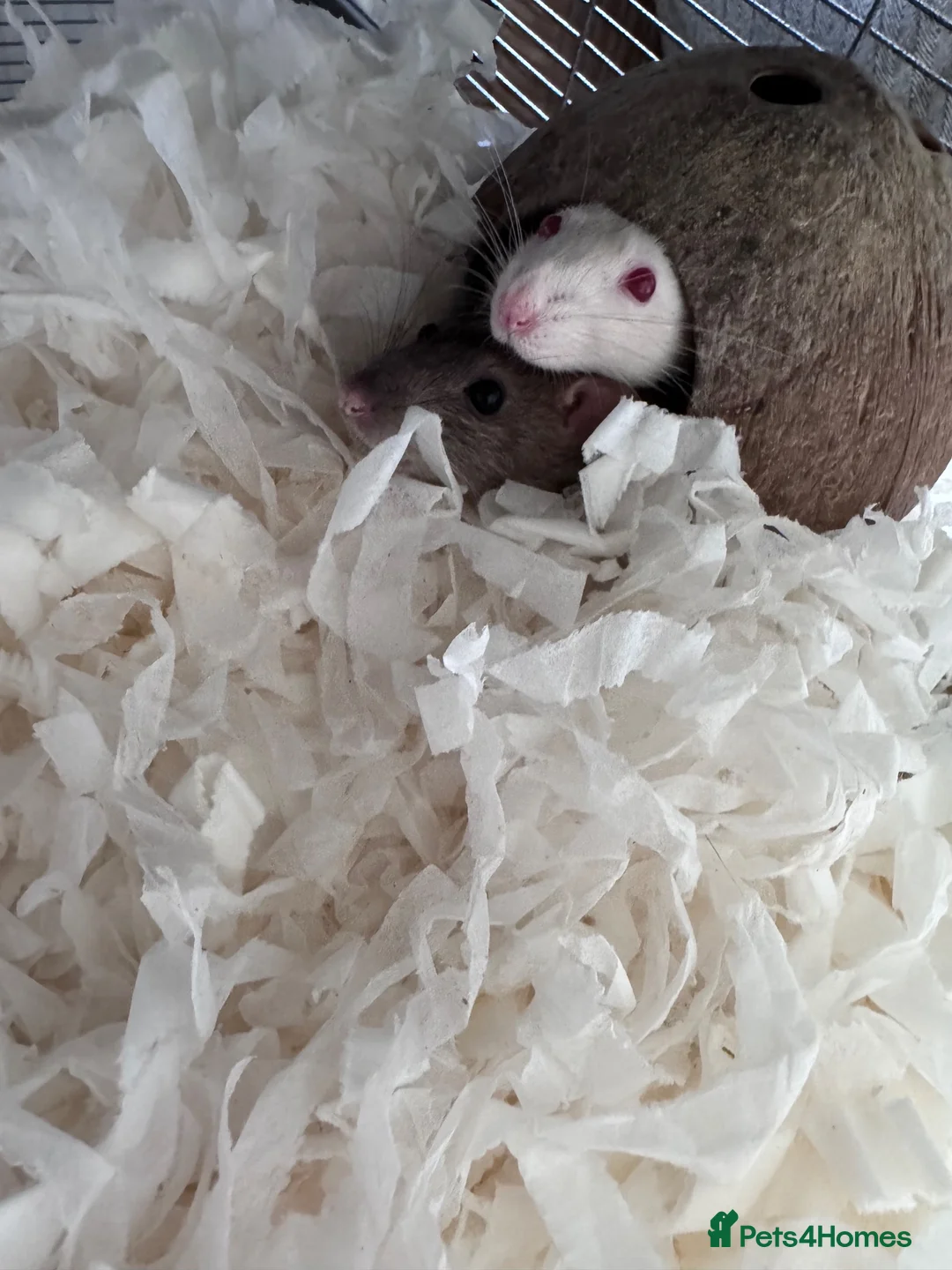 Rat rodents for sale: 2 rats - brown&white in Llangefni - Advert 3