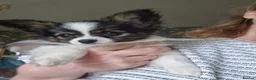 Papillon dogs for sale: Beautiful Papillon girl - Advert 7