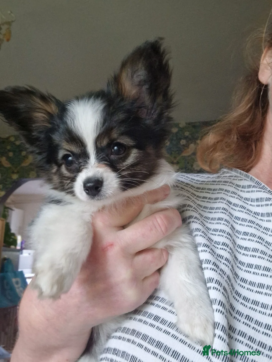 Papillon dogs for sale: Beautiful Papillon girl - Advert 7