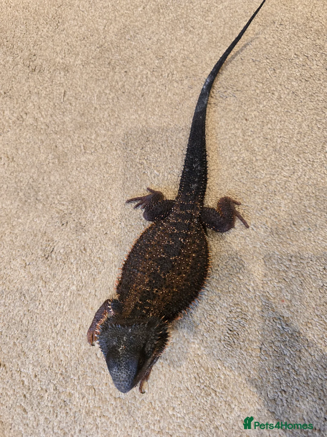 Bearded Dragon reptiles for sale: 'Red monster' bearded dragon - Advert 4