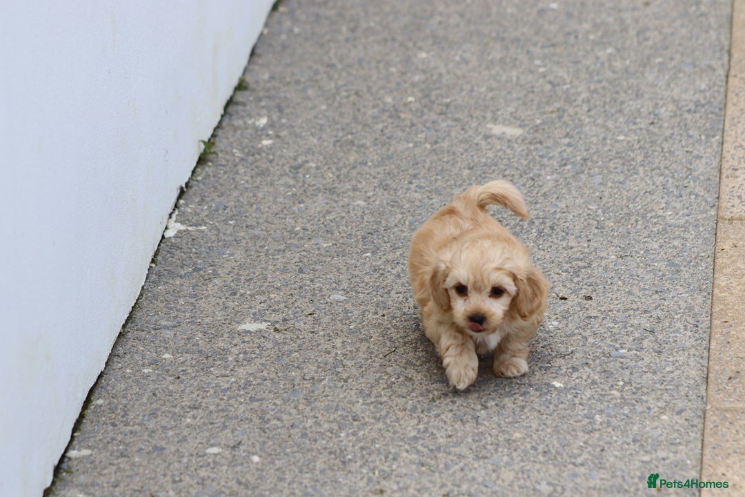 Cavapoochon dogs for sale: Beautiful Cavapoochon boy for sale - Image 3