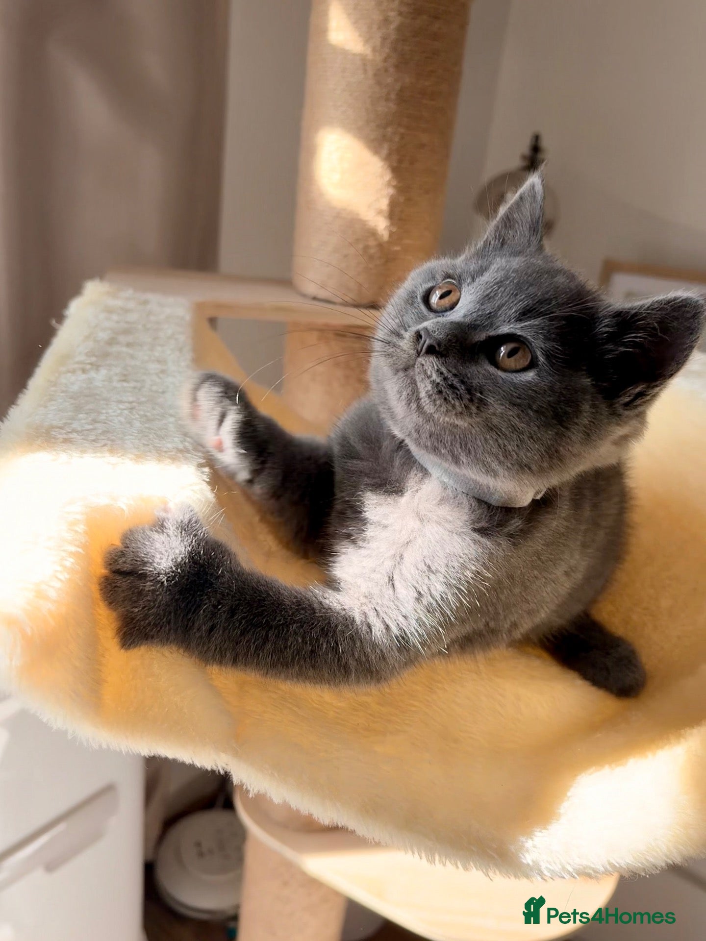British Shorthair cats 🩵 BSH Blue Kittens 🩵 Ready Now 🩵 - Advert 4