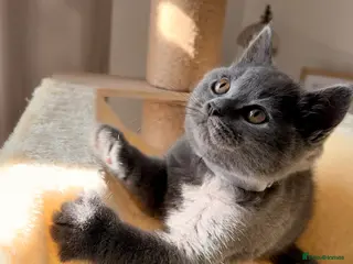 British Shorthair cats 🩵 BSH Blue Kittens 🩵 Ready Now 🩵 - Advert 4
