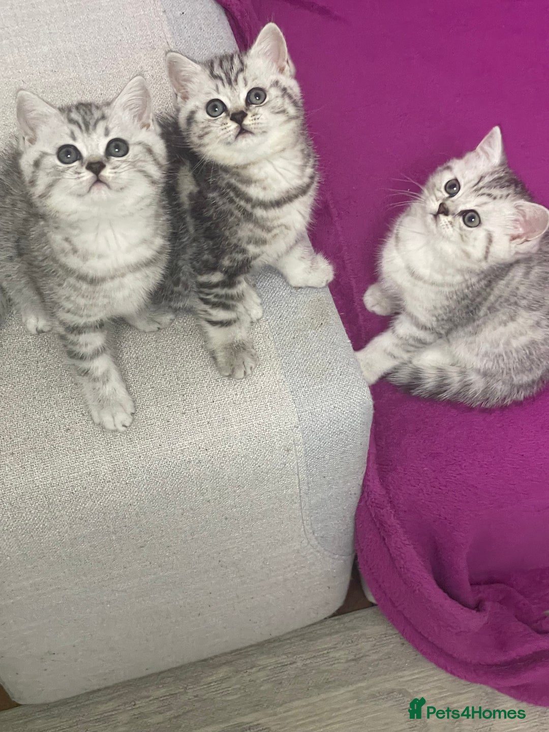 British Shorthair cats for sale: Three Precious Kittens - all 3 reserved  - Image 9