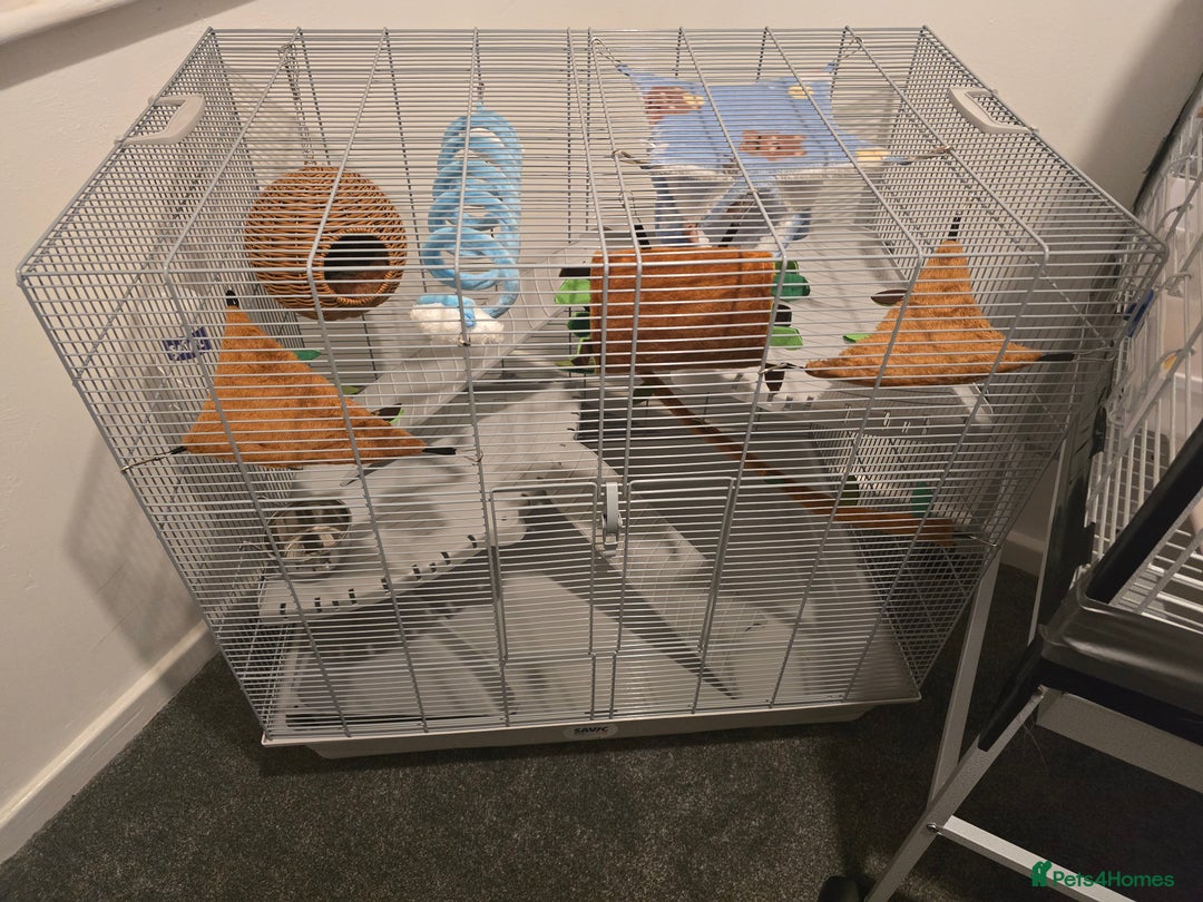 Sugar Glider rodents for sale: 2 female sugar gliders - Advert 2