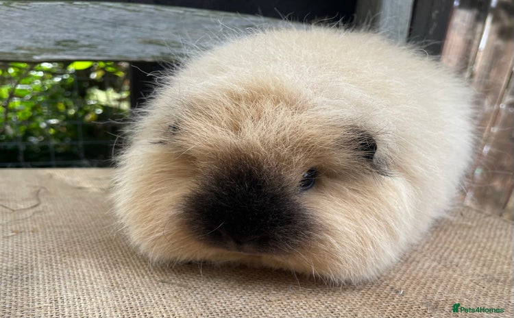 Guinea Pig rodents - Advert 5